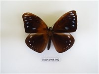 藏品(圓翅紫斑蝶)的圖片